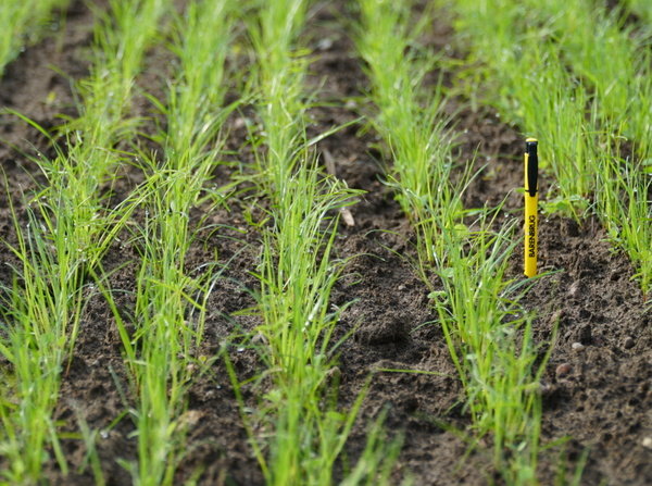 BG13 14 dni po siewie 1.jpg